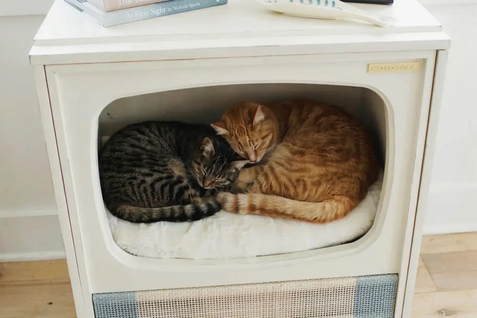20+ cute pets in cozy homes that'll melt your heart (budget decor ideas inside!)