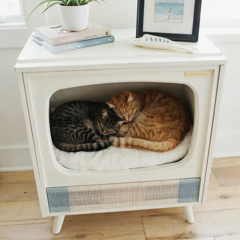 20+ cute pets in cozy homes that'll melt your heart (budget decor ideas inside!)