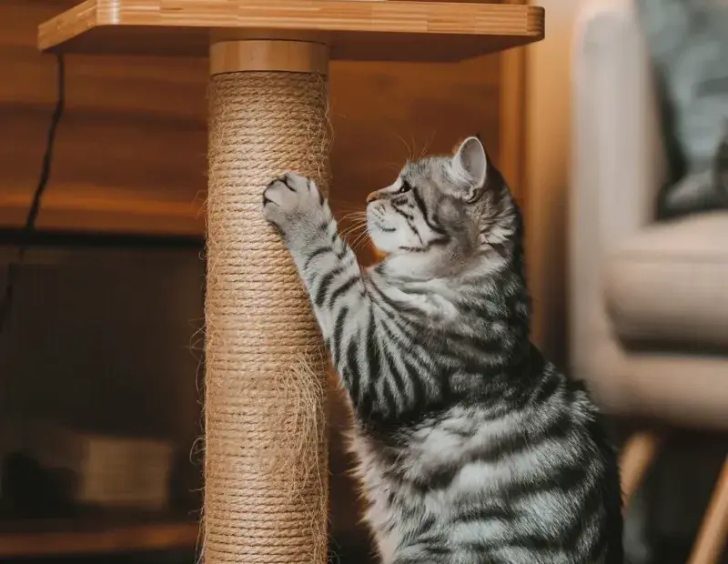 Cat Scratching Post Before & After: How We Stopped Furniture Scratching